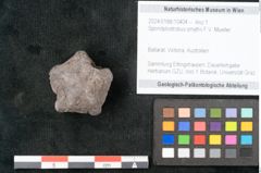 Foto (Objekt + Etikett) von Spondylostrobus smythii F.V. Mueller (NHMW-GEO-2024-0188-10404)